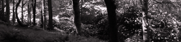 Bois des Moutiers (328) Mai 2012